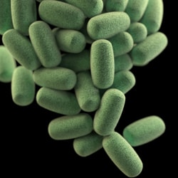 gut-brain-connection-microbiome-friendly-food-brain_21211